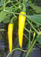  - Chilli Cayenne Gold 5 ks semien