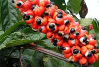  - Guarana mletá 1000g (Guarana - Paullinia cupana)